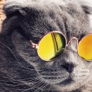 고양이 분양 달타냥 이미지