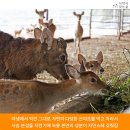 대산사슴농장 이미지