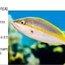 178 노란꼬리통돔 Snapper, Yellowtail 이미지