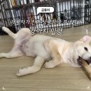 G통상 | [진도믹스 입양 후기] 첫 강아지 입양! 준비물&amp;체크리스트 총정
