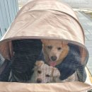 독클래스 이미지