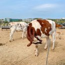 일죽농협 방은지소 | 안성 팜랜드 경기도 가볼 만한 곳으로 추천(+식당 꿀팁)