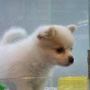 도그마루 강아지 고양이 부산점 | 부산강아지분양의 최적지, 도그마루 강아지고양이 부산점