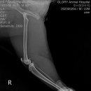 24시 글로리 동물병원 이미지