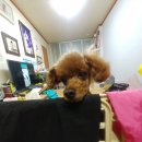 일진농장2 이미지