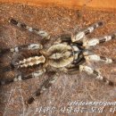 벵갈 스팟 오너멘탈(Poecilotheria miranda) 이미지