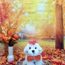 댕댕아야옹 이미지