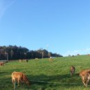 강원축산 이미지