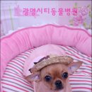 광명시티동물병원 이미지