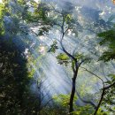 '숲속 이야기' - 부산 대신공원 편백나무 숲 전국 ‘아름다운 숲’ 선정,여의도 면적: 0.9배) 이미지