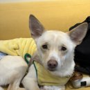 냠냠밸런스 | 부산 영도 강아지자연식 냠냠밸런스 흑구백구요리사 참여 후기