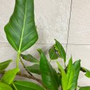 더으뜸정형외과의원 이미지