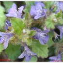 성주사 입구 이미지