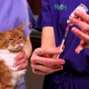 아포동물약국 이미지