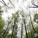 양평 산음자연휴양림 '치유의 숲' 이미지