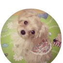 민 동물병원(동물미용) 이미지