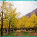 은행나무 이미지