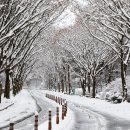 느티나무길 이미지