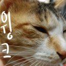 푸르미네 수제간식 이미지