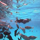 섬마 | 몰디브 로컬섬 마푸시섬에서 투어한 후기