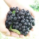 김옥수농장 이미지