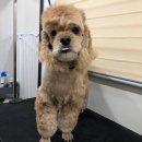 푸리미엄 이미지