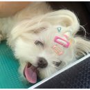 아지양이 펫샵 이미지