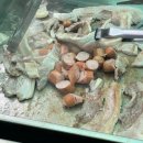 상상력 여행 보드게임 | [여행 후기] 9월 보드게임모임 엠티 후기 (가평 대성리 펜션)