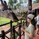 한국쿄와기린(주) | 🇻🇳 푸꾸옥 빈펄 사파리 오픈런 입장권 할인 주트램 현장결제 기린 먹이주기 체험