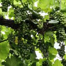 수연이네 민박 이미지