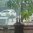 오리대감 이미지