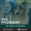 CU 덕계제이타워점 | 양주 덕계 동물병원 대형견 여아 중성화 수술 케이스
