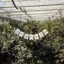 천혜농장 | 부산 출발! 경남 창원 감이귤이농장에서 아이와 함께하는 귤 수확 체험 나들이