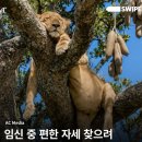집밥이땡긴다 | 28w -30w 임신후기기록 : 임신후반기증상, 배크기, 부종 심해짐, 초음파보험적용