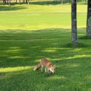 WEST SUN | 일본골프여행 3색 북해도골프장 타루마에 에미나72 썬파크삿포로CC 패키지 정보 라운딩 후기