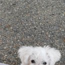 월평동물병원 이미지