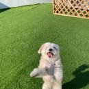 댕글댕글유치원 이미지