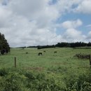 삼보목장 이미지