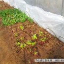 대성골재(주) | 강화도 주간농사정보