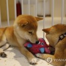 CATS TIME CAFE 이미지