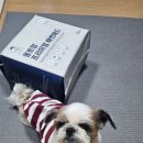 몽트앙
