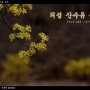 [의성 산수유축제] - '온세상을 노랗게~ 물들여라~' 이미지