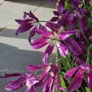 일월수목원전시온실 | 수원일월수목원 전시온실풍경