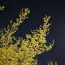 홍콩반점0410전주대점 이미지