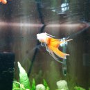 스왈로우 이미지