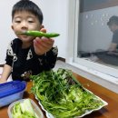 정가네미나리