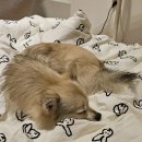 라라스테이 | 수도권 양평 강아지 펜션 스테이라라온 내돈내산 후기