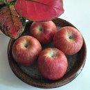 정농장 | 사과 유명한곳 정담아농원 상위 1% 최상급 부사만 보내드려요