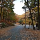 양산 내원사 단풍(11월9일) 이미지