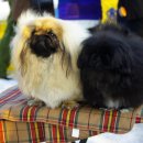 황제애견 이미지